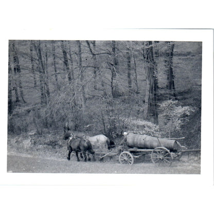 Honey Wagon Pulled by Oxen in Postwar Europe c1954 Army Photo AF1-AP4