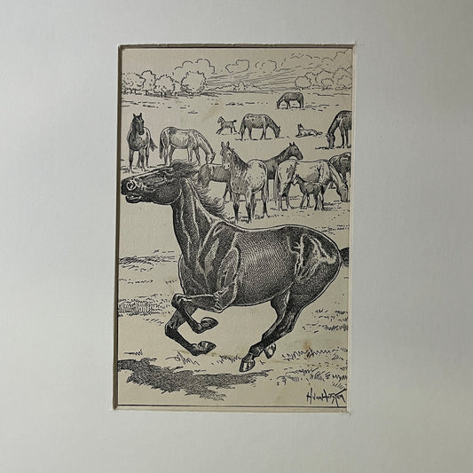 Antique Engraving Black Horse Stallion H. Von Horsten Matted Art Print 10x12 V5