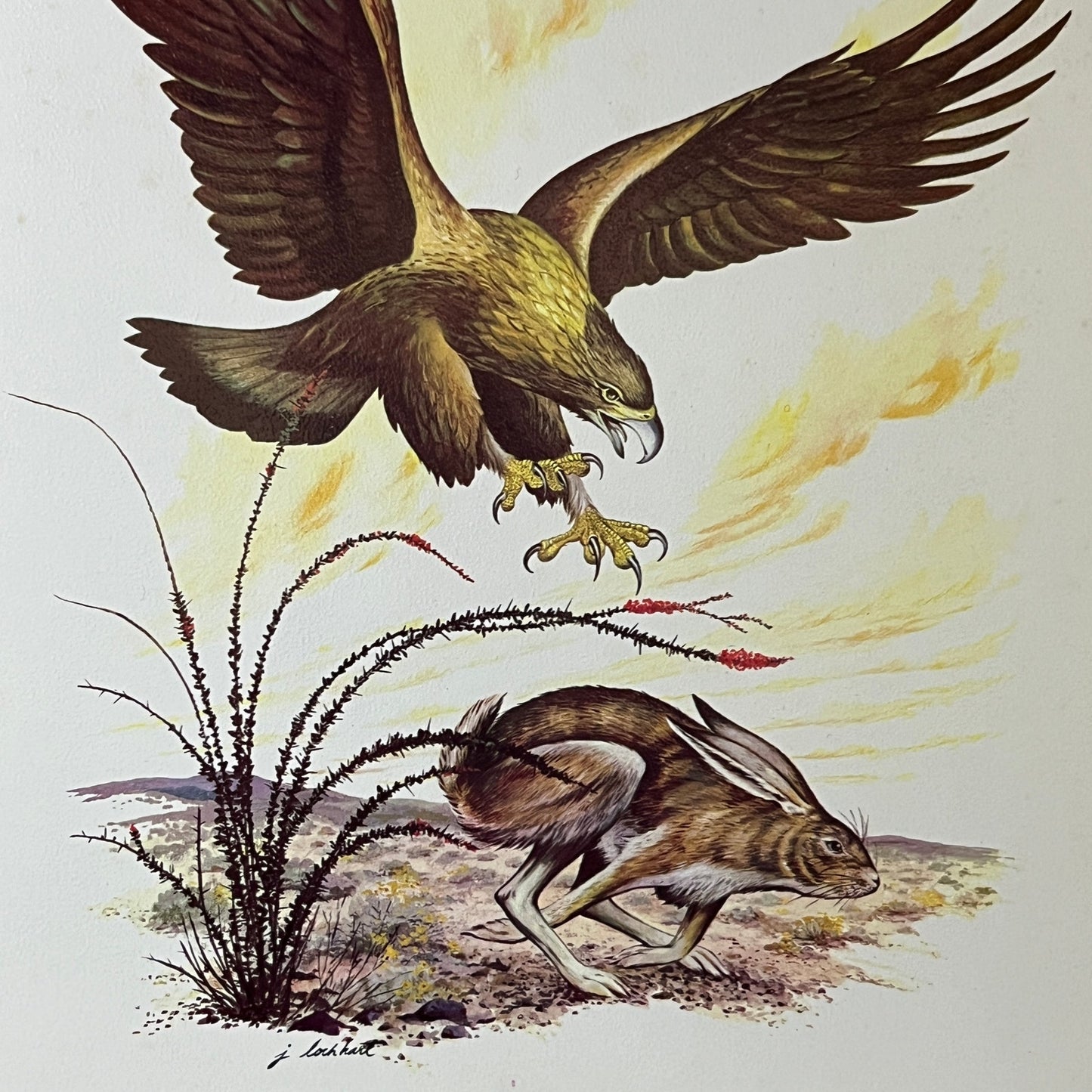 1967 Golden Eagle & Hare Large James Lockhart Lithograph 8x11 Vintage Print V2