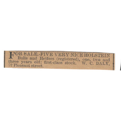 Holstein Bulls W.C. Daly Pleasant Street Hartford 1886 Newspaper Ad AF7-SS6