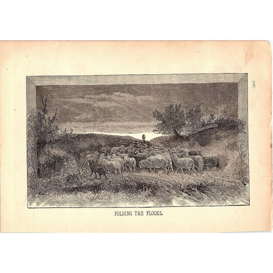 Folding the Flocks - Shepherd with Sheep 1884 Engraving TA5-CJ-5