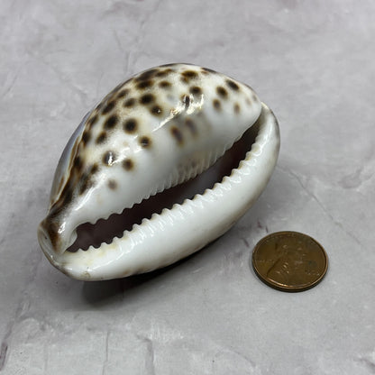 Vintage Hawaii Souvenir Carved Cowrie Shell Aloha Tiger Shell SB7