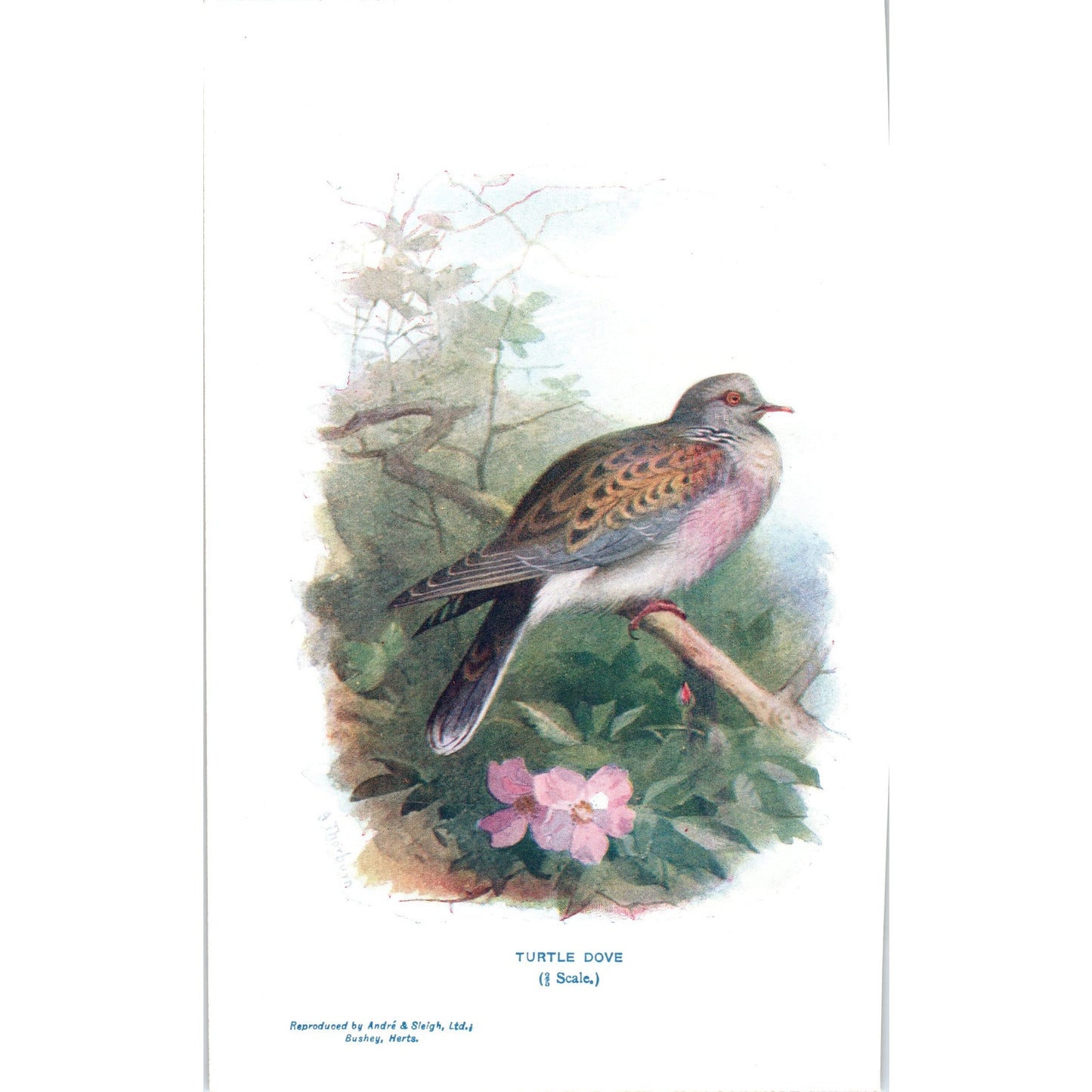 Turtle Dove Bird 1903 Original Color Engraving Plate Print AD8-B4