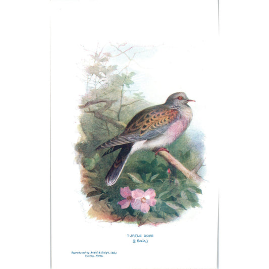 Turtle Dove Bird 1903 Original Color Engraving Plate Print AD8-B4