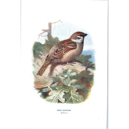 Tree Sparrow Bird 1903 Original Color Engraving Plate Print AD8-B8