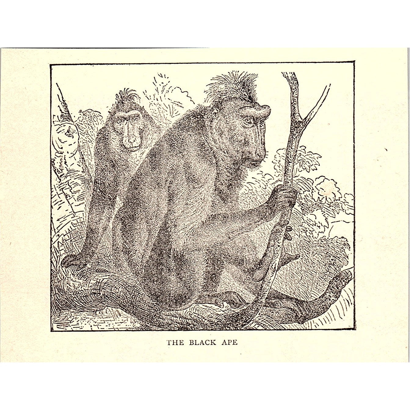 The Black Ape 1902 Engraving Plate AF4-H1