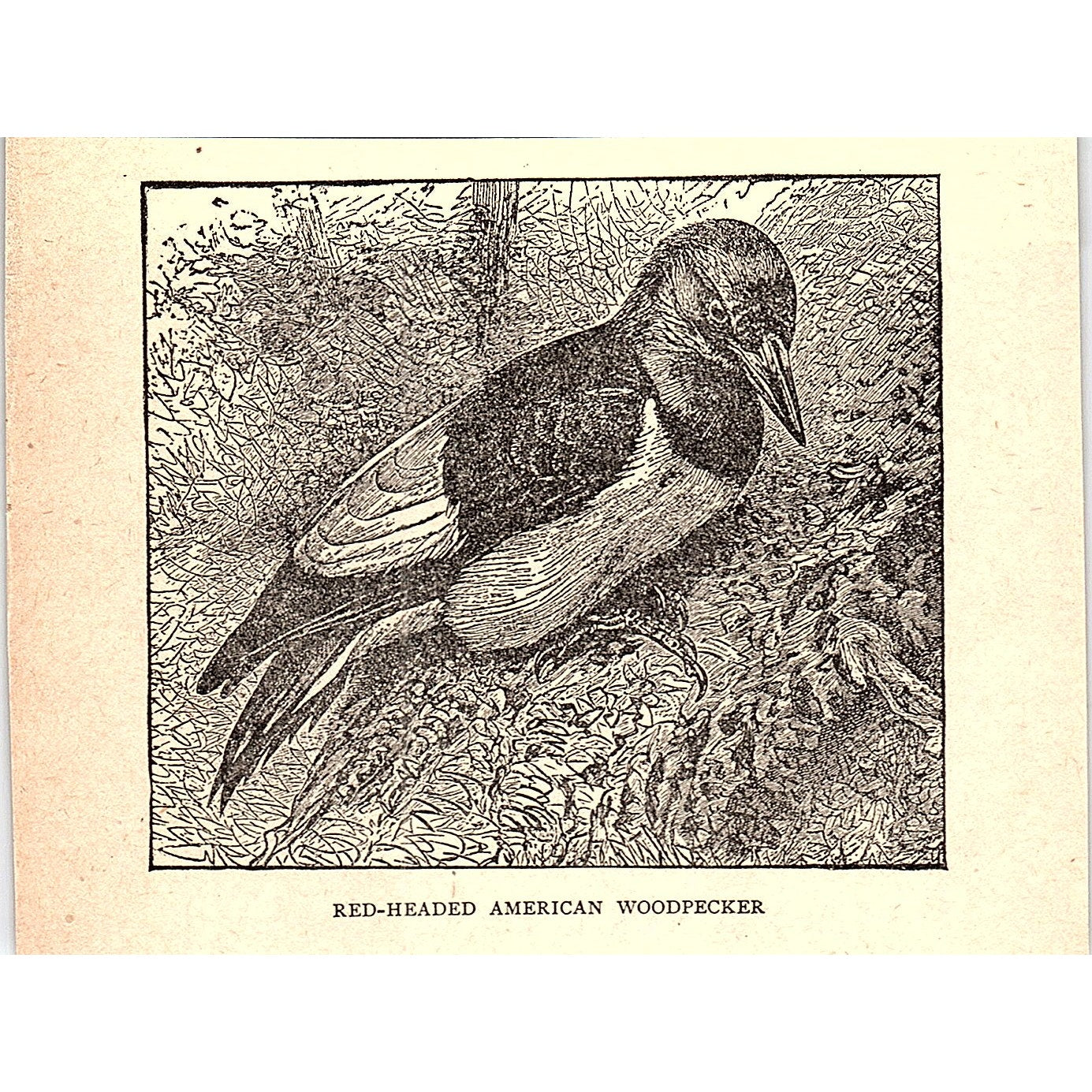 Red-Headed American Woodpecker 1902 Engraving Plate AF4-H1