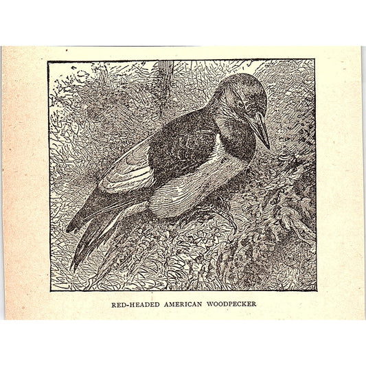 Red-Headed American Woodpecker 1902 Engraving Plate AF4-H1