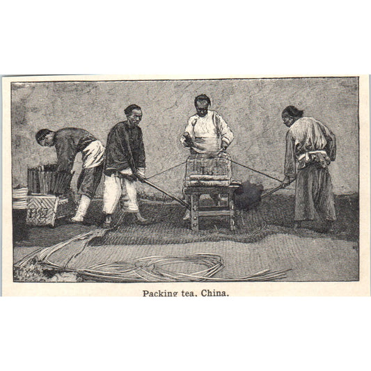 Packing Tea in China 1901 Engraving AF2-A6