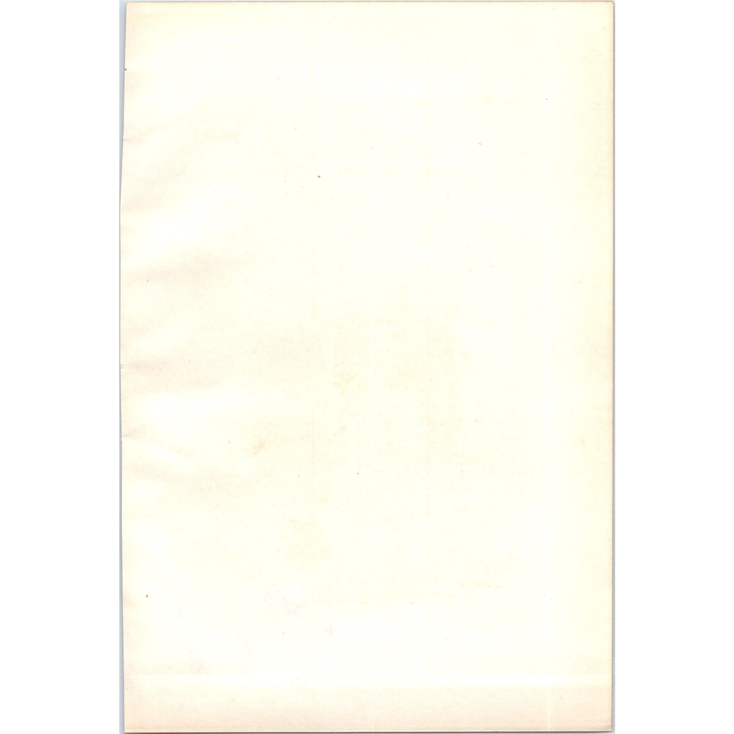 Pochard Bird 1903 Original Color Engraving Plate Print AD8-B7