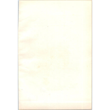 Pochard Bird 1903 Original Color Engraving Plate Print AD8-B7