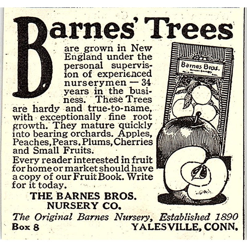 The Barnes Bros Nursery Co Trees Yalesville CT 1924 Ad AG3-S18