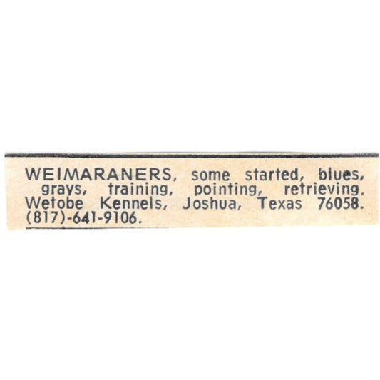 Wetobe Kennels Weimaraners Joshua TX 1977 Ad AF6-S6