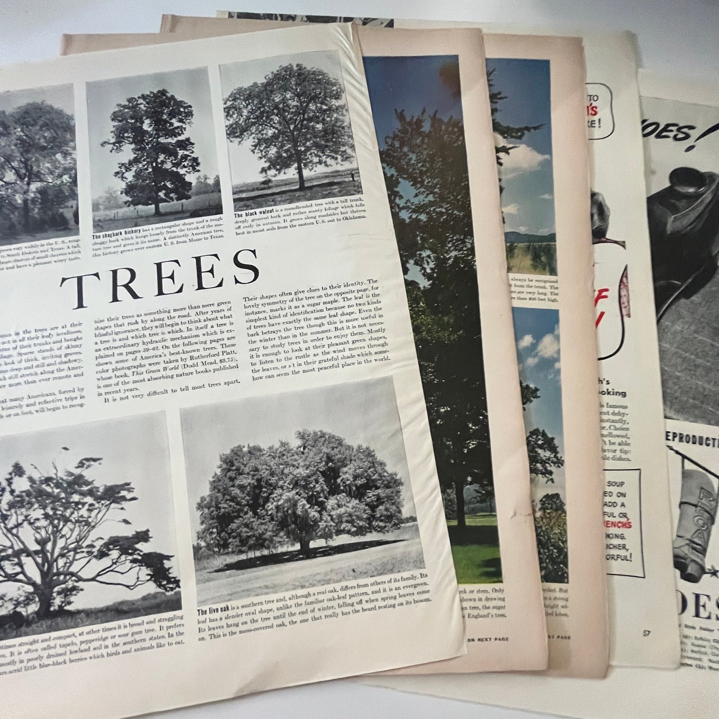 Trees - Rutherford Platt Photos 6 Pages 1940s WWII Era Article V30-1