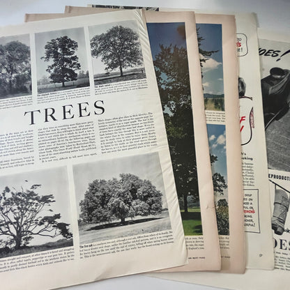 Trees - Rutherford Platt Photos 6 Pages 1940s WWII Era Article V30-1