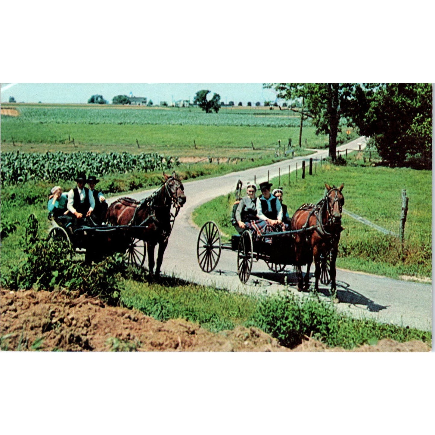 Young Amish Folk on Sunday Buggy Ride Pennsylvania Dutch Country Postcard PD8