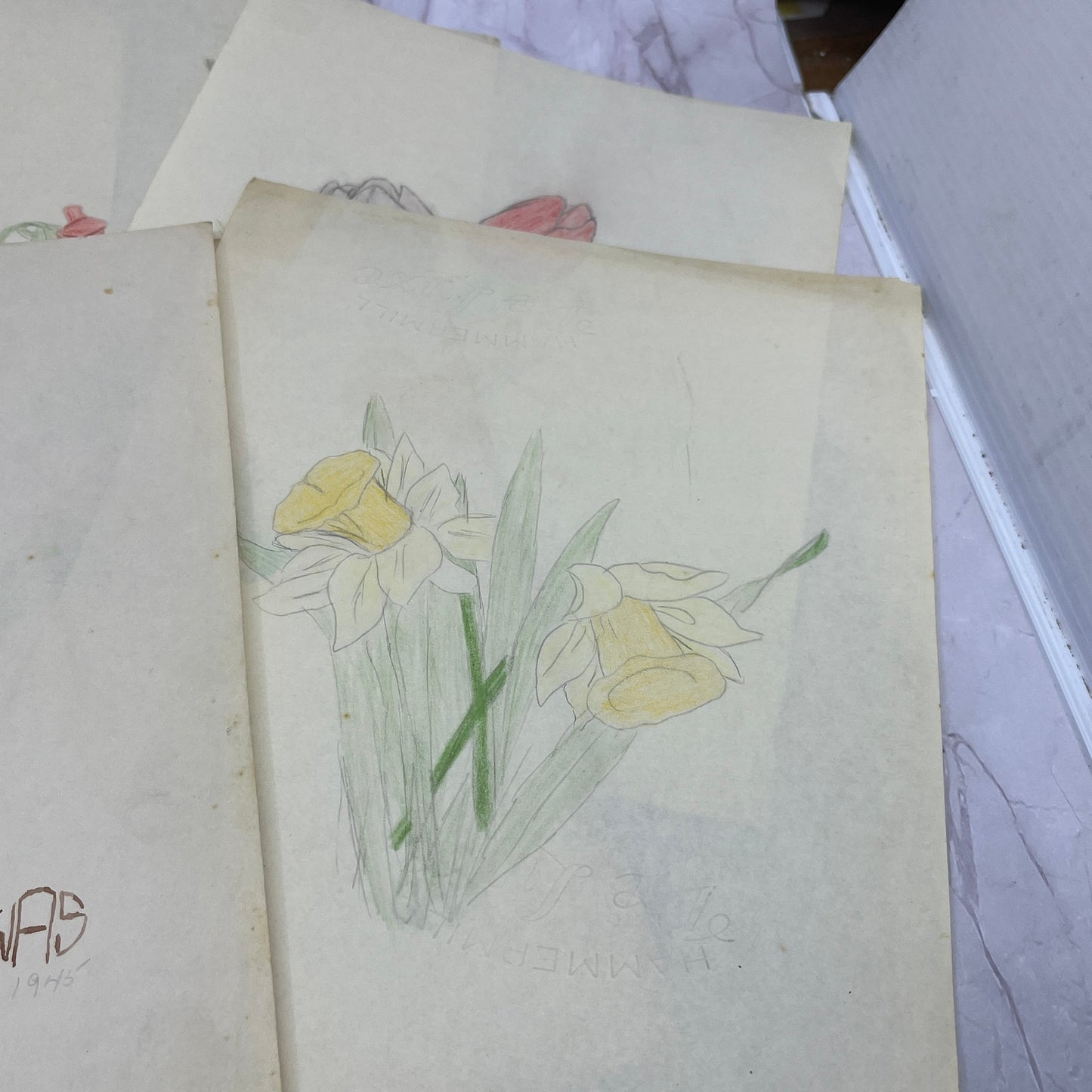 1940s Lot Flower Floral Sketches & Studies Winifred Schutsky Pratt Institute TC5
