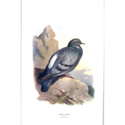 Rock Dove Bird 1903 Original Color Engraving Plate Print AD8-B1