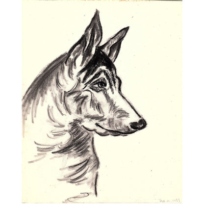 1940s Original Sketch of A German Shepherd Dog Winifred Schutsky D26-4