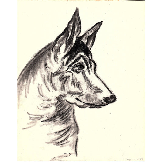 1940s Original Sketch of A German Shepherd Dog Winifred Schutsky D26-4