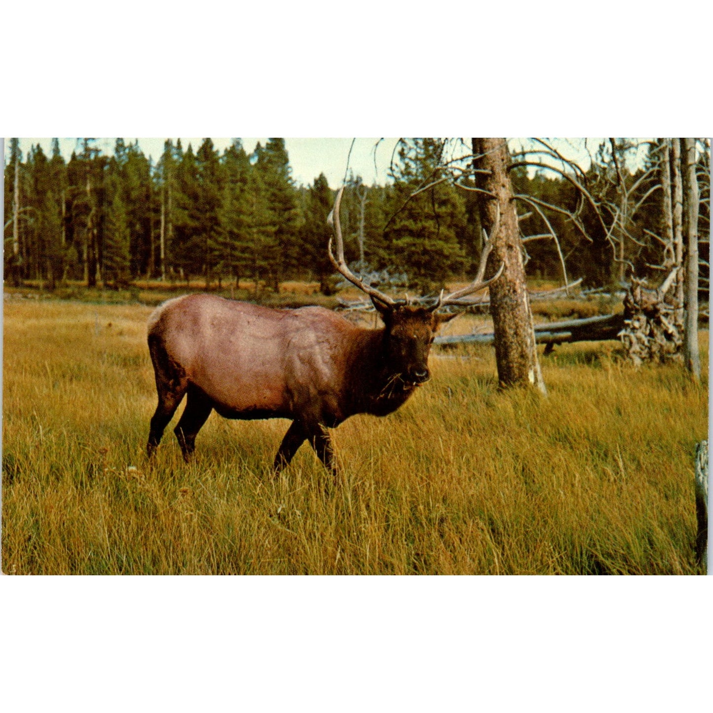 Wapiti Elk Shawnee Eric J. Seaich Salt Lake City Vintage Postcard PE3