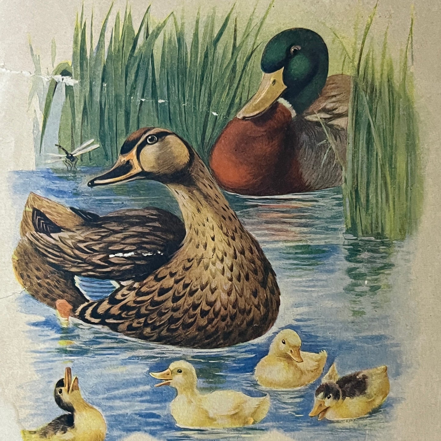 Ducks and Ducklings Mr. and Ms. Quack & Friends Kitsch 8x10 Art Print V2