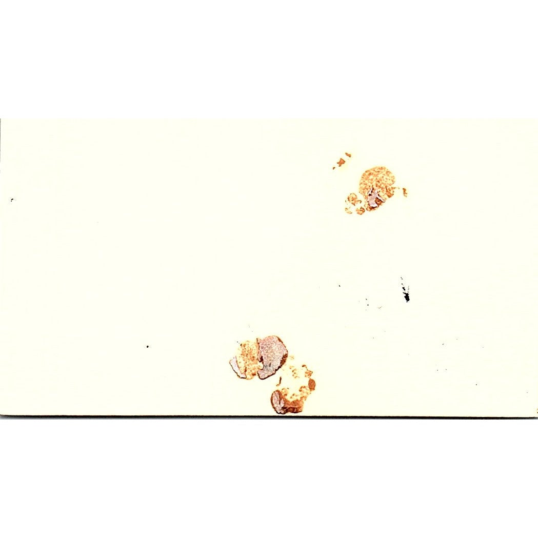 Jory David Stein Motorola Houston Vintage Business Card SC9-B2