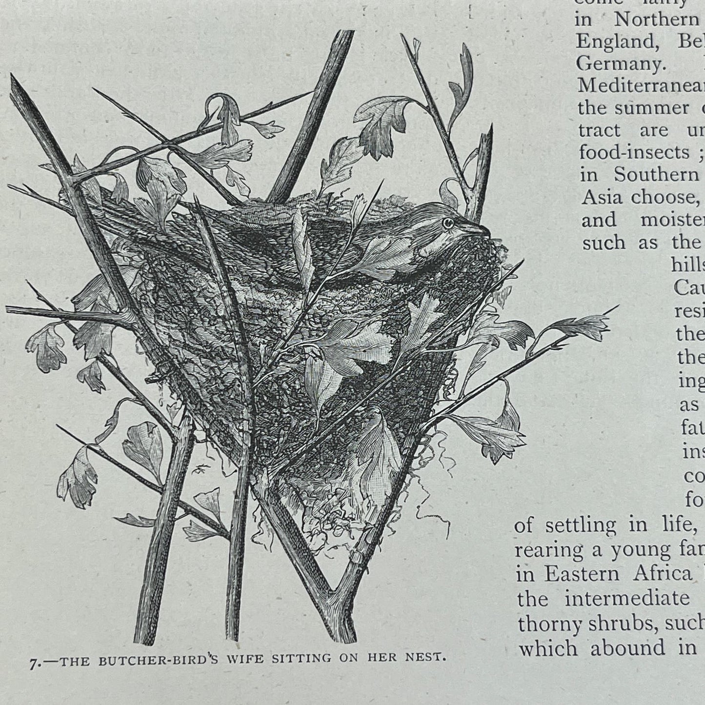 Glimpses of Nature A Woodland Tragedy Grant Allen 1897 Victorian Article AE9