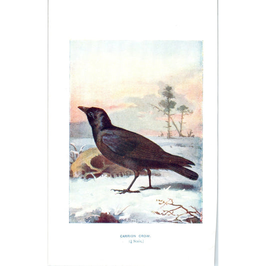 Carrion Crow Bird 1903 Original Color Engraving Plate Print AD8-B7