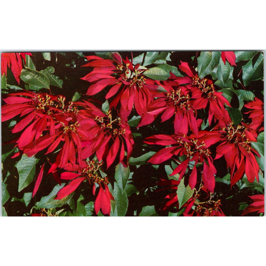 Florida's Beautiful Poinsettias Vintage Postcard PE3