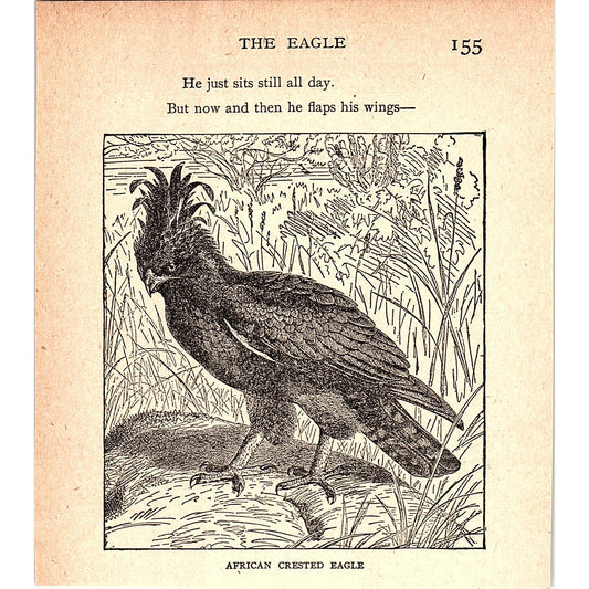 African Crested Eagle 1902 Engraving Plate AF4-H2