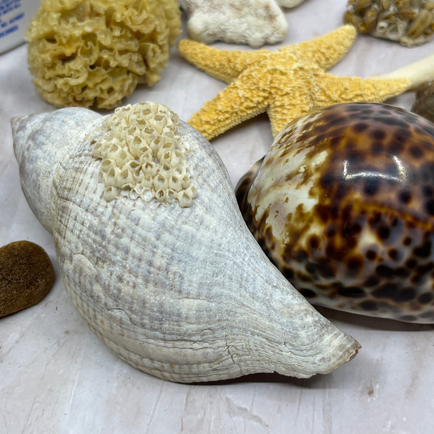 Huge Lot of Assorted Sea Shells Seashells TG7