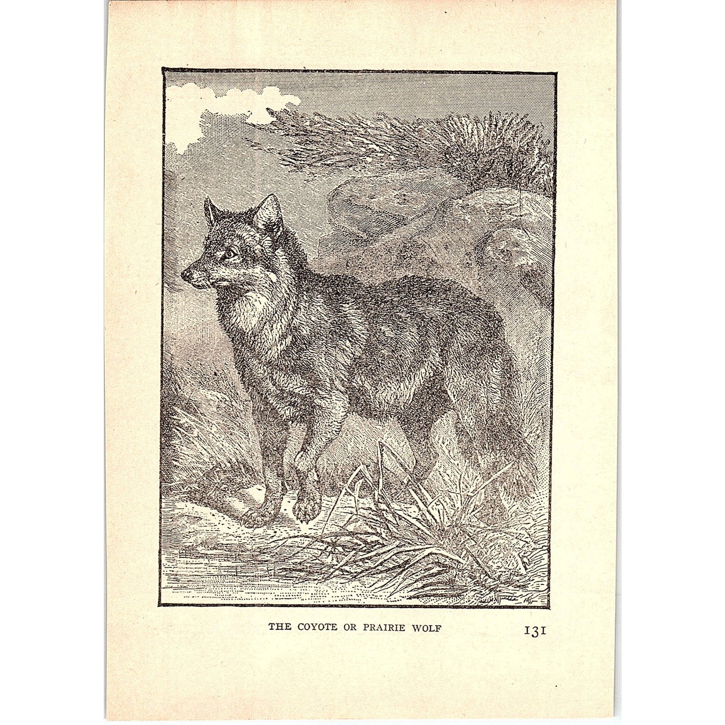 The Coyote or Prairie Wolf 1902 Engraving Plate AF4-H3