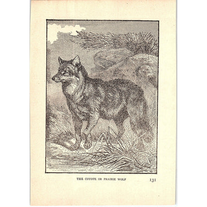 The Coyote or Prairie Wolf 1902 Engraving Plate AF4-H3