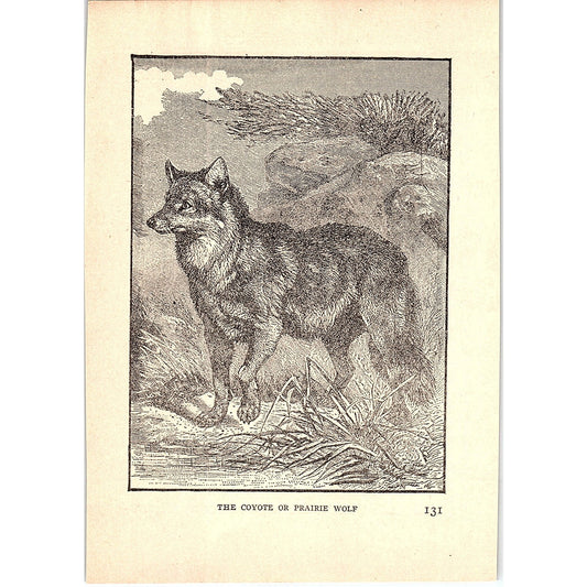 The Coyote or Prairie Wolf 1902 Engraving Plate AF4-H3