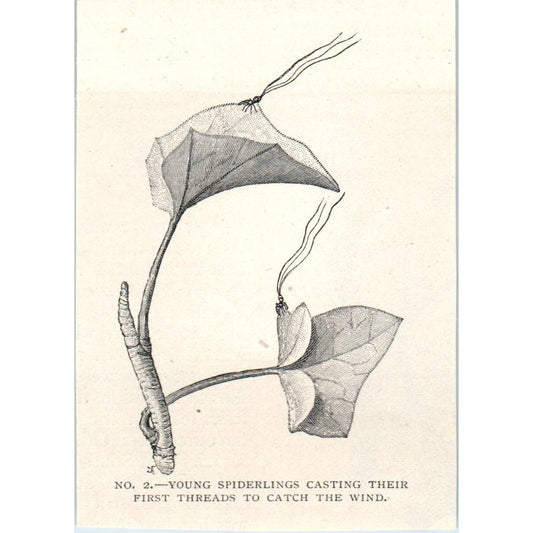 Spiderlings Cast Threads to Catch the Wind 1897 Victorian Engraving AE9-TS12