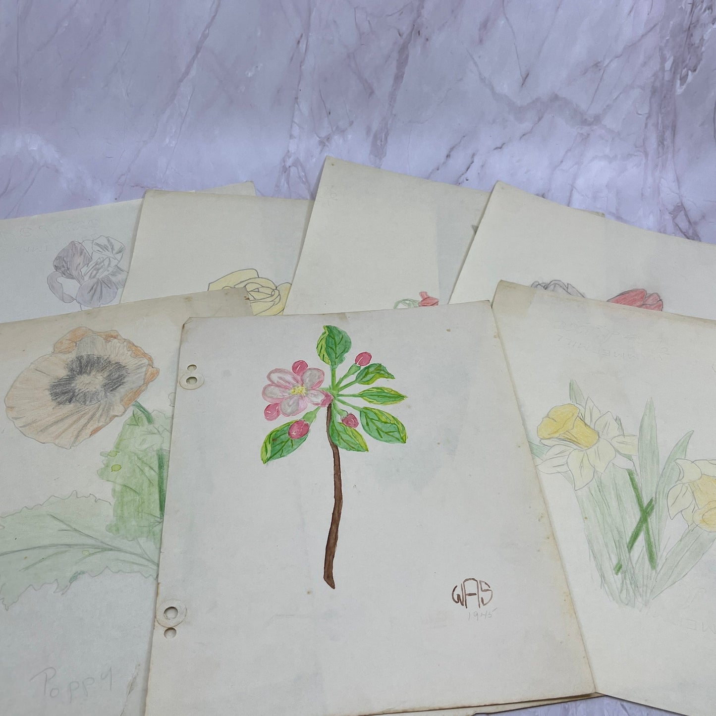 1940s Lot Flower Floral Sketches & Studies Winifred Schutsky Pratt Institute TC5