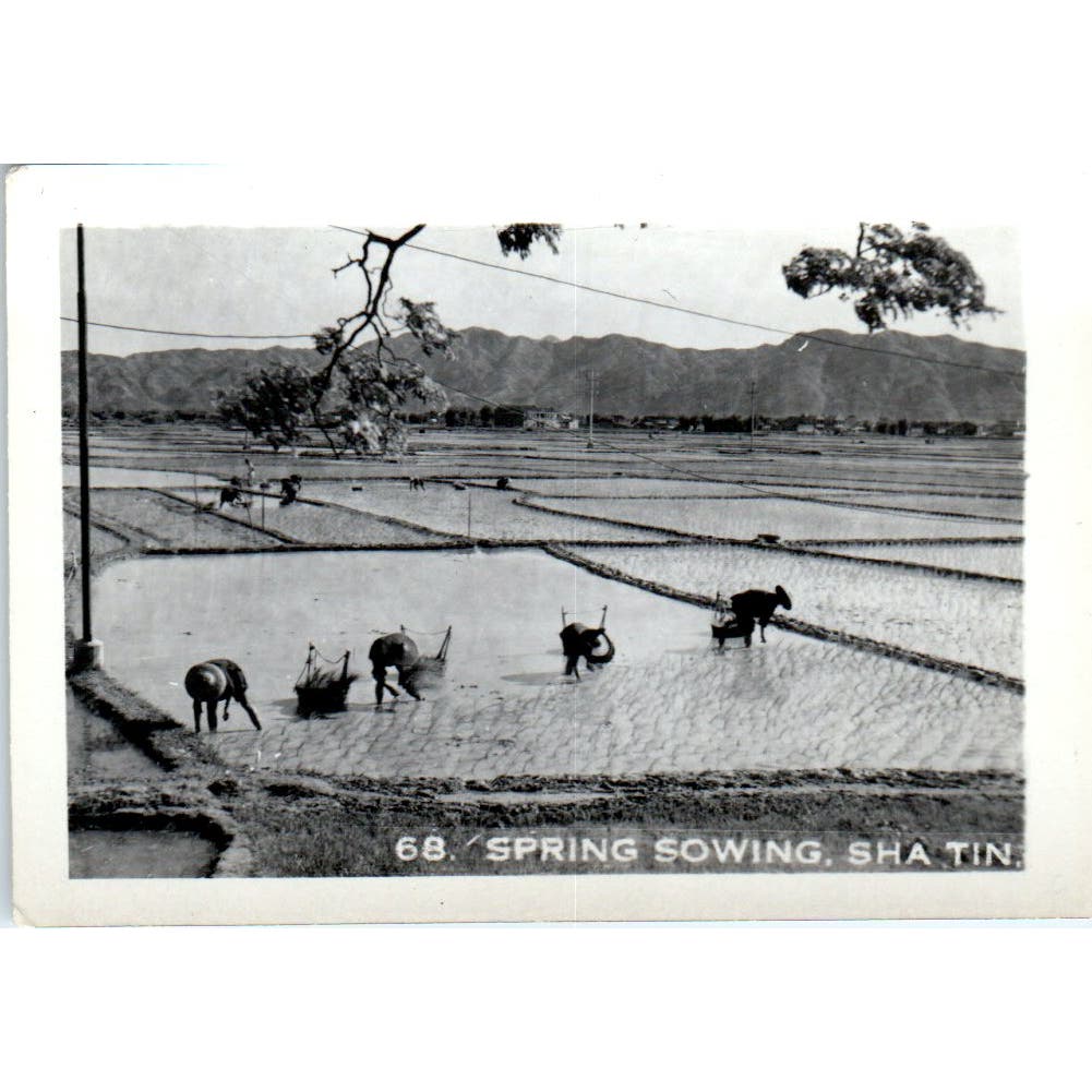 Spring Sowing Sha Tin China Vintage Photograph 2x3" AE7