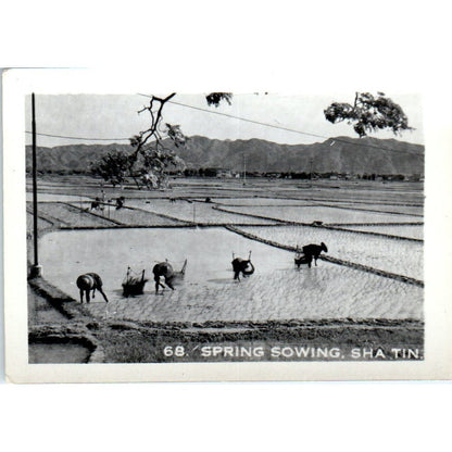 Spring Sowing Sha Tin China Vintage Photograph 2x3" AE7