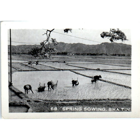 Spring Sowing Sha Tin China Vintage Photograph 2x3" AE7