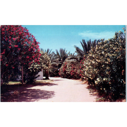 1960s Oleander on the Desert Southern Arizona Vintage Postcard PE2