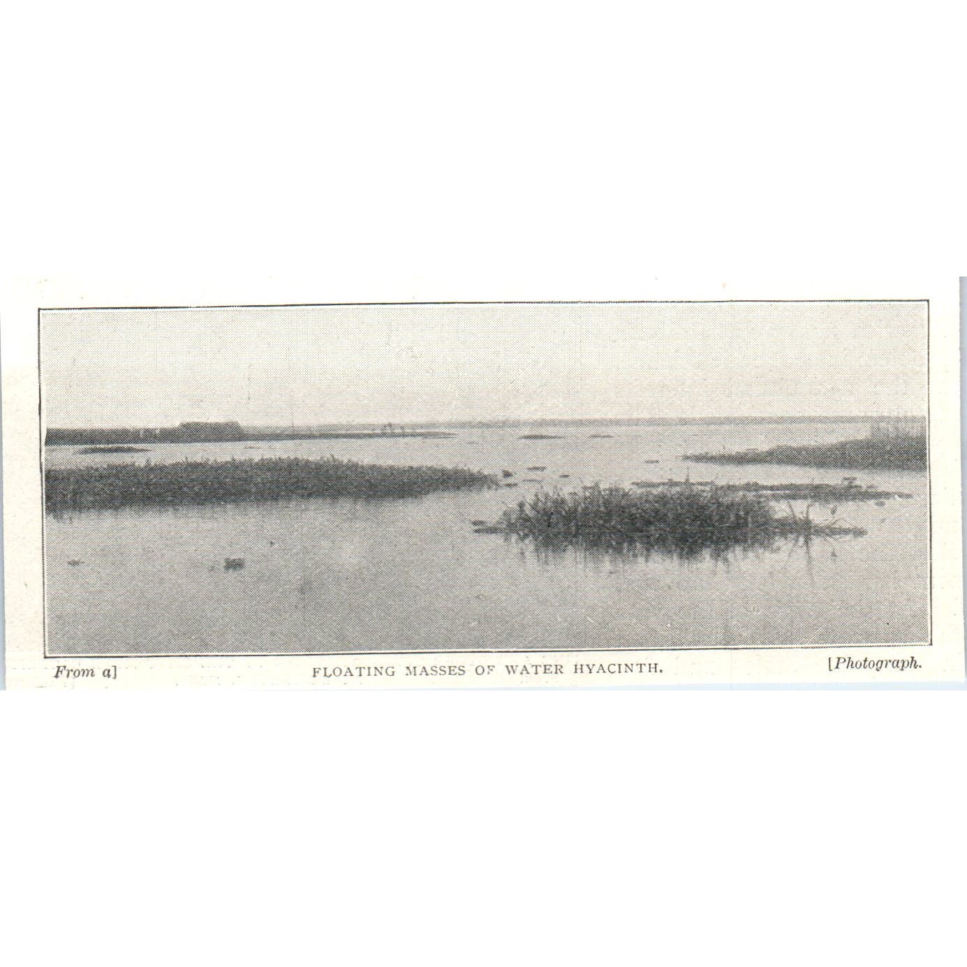 Floating Masses of Water Hyacinth 1897 Victorian Photo AE9-TS7