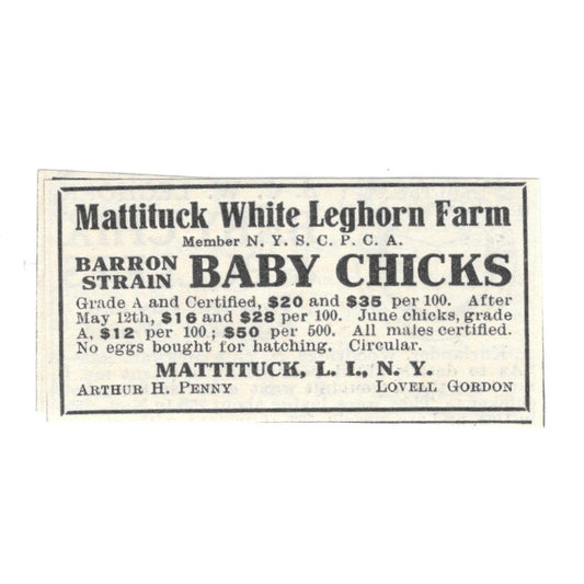 Mattituck White Leghorn Farm Arthur H Penny Lovell Gordon LI NY 1924 Ad AG3-S3