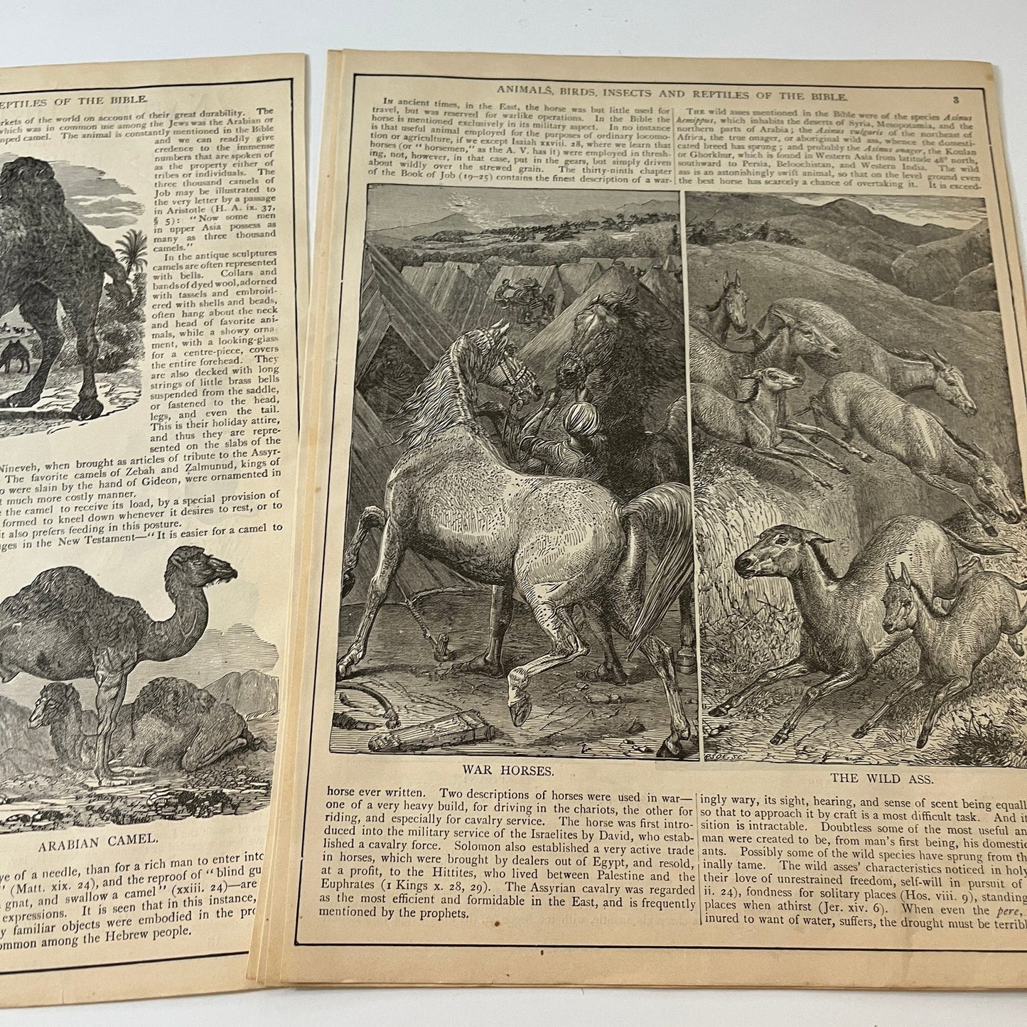 Natural History of the Bible Animals Birds Trees Plants 1892 Book Engravings TK2