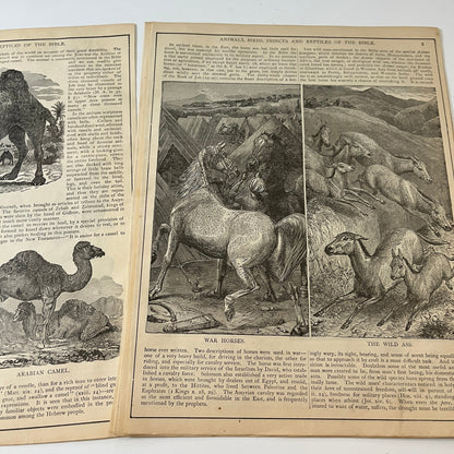 Natural History of the Bible Animals Birds Trees Plants 1892 Book Engravings TK2