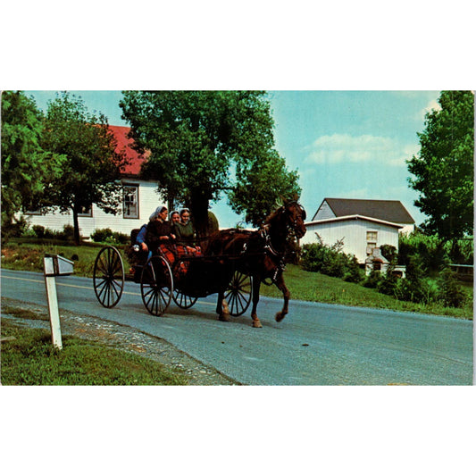 Amish People Out for Sunday Buggy Ride Pennsylvania Dutch Country Postcard PD8
