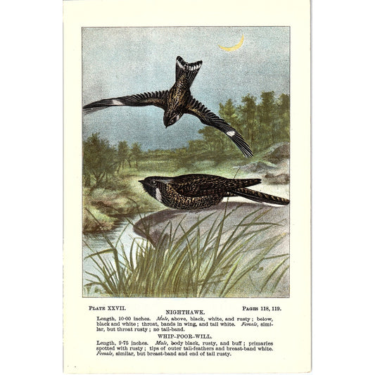 Nighthawk & Whip-Poor-Will Bird 1901 Original Color Engraving Plate AF3-11