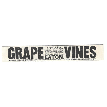 Grape Vines T.S. Hubbard Co. Fredonia NY c1890 Victorian Ad AE8-CH13