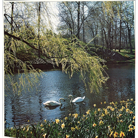 Retro Kitsch Swans Swimming on Pond, Springtime Vintage Art Print 8x8 V12