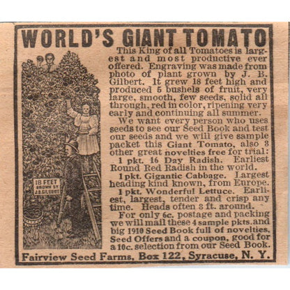 Giant Tomato Fairview Seed Farms Syracuse NY 1910 Magazine Ad AF1-CM2